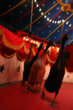 initiations aux arts du cirque - initiation cirque paris 75 hauts de seine 92